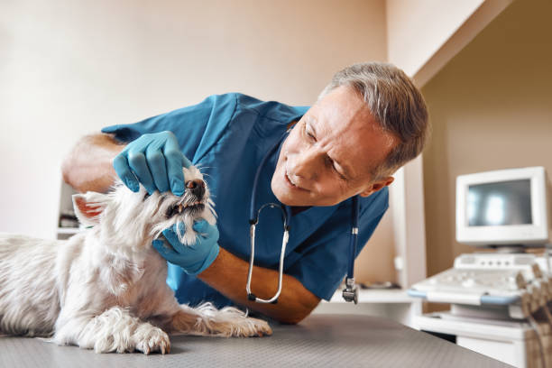 Best After-Hours Emergency Dentist in Clyde, NC